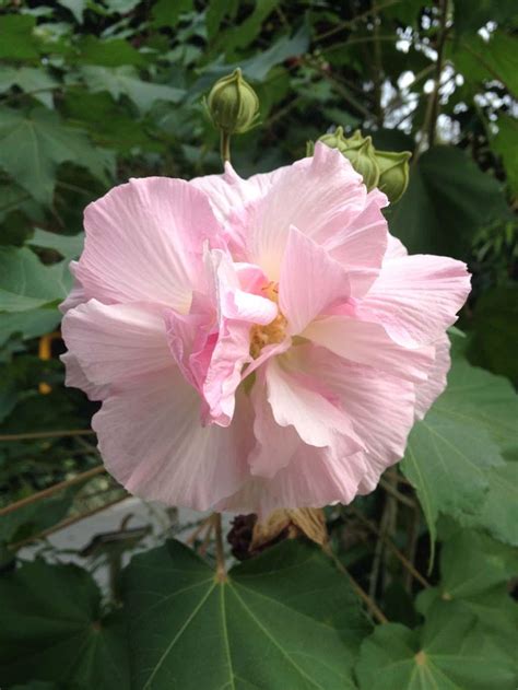 九頭芙蓉|木芙蓉